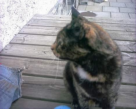 Huskat Tiger - ved det jeg er så smuk men lad vær med at tage billder billede 12