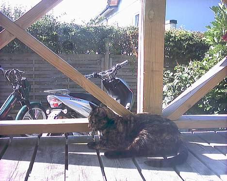 Huskat Tiger - skønt billede 13