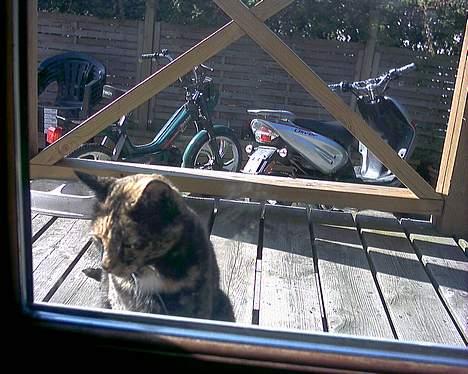 Huskat Tiger - jeg vil ind  billede 14