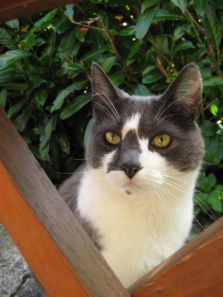 Huskat Simba - Simba bassen <3 billede 1