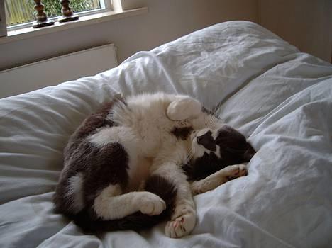 Huskat Simba - Og rule på maven er skøøøøøønt :DSimba  billede 2