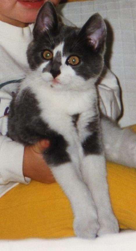 Huskat Simba - Miskilling<333 billede 3