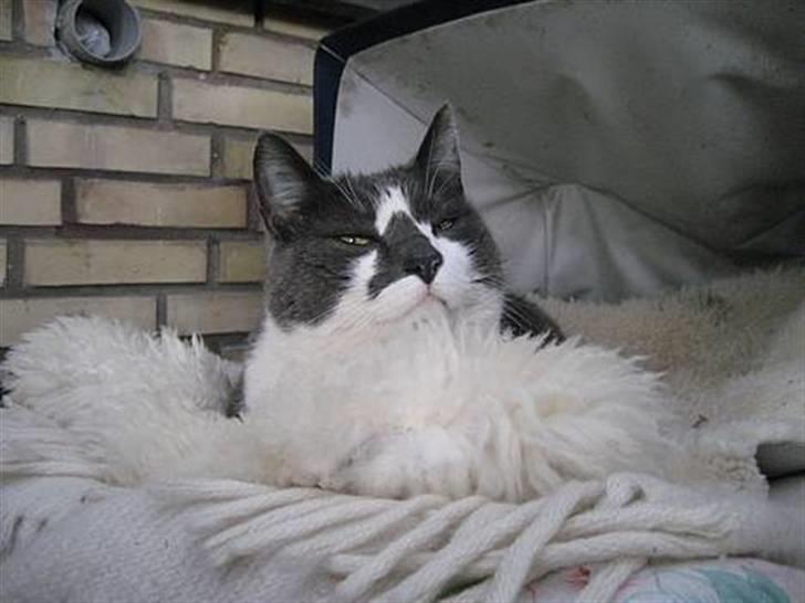 Huskat Simba - Simba ligger under en gyngestol billede 4