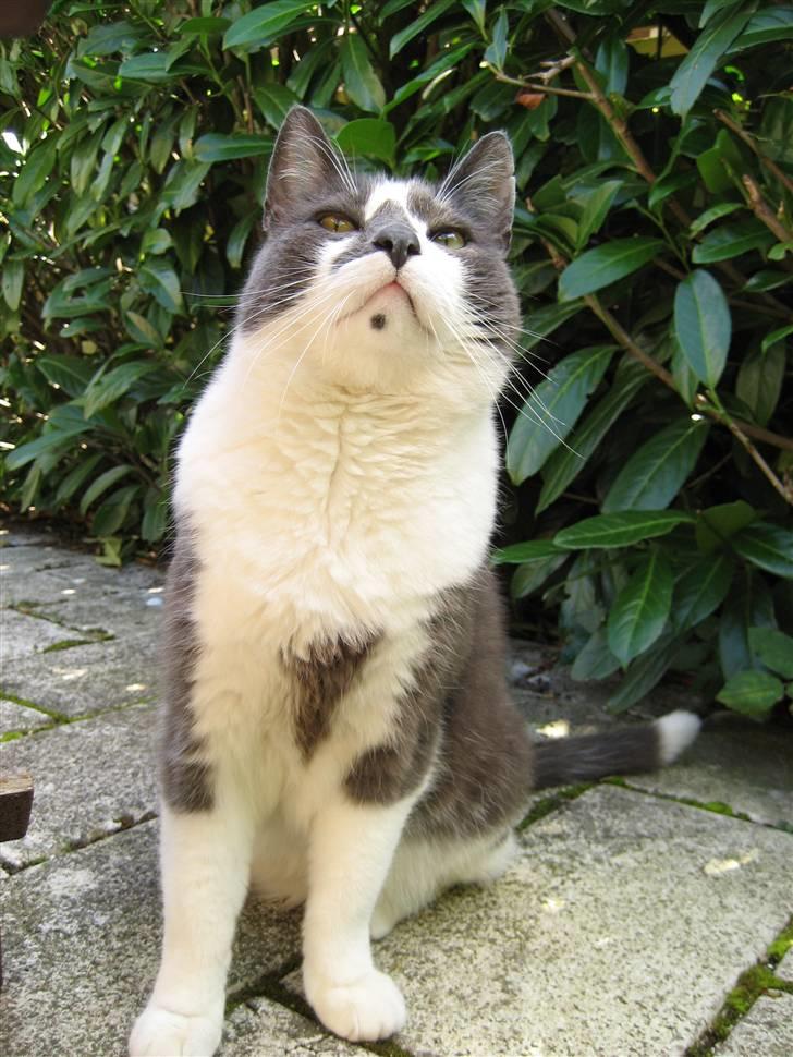 Huskat Simba - Han er da dejlig! billede 5