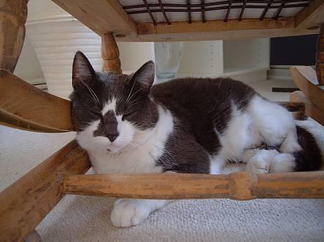 Huskat Simba - Under gyngestolen :b billede 6