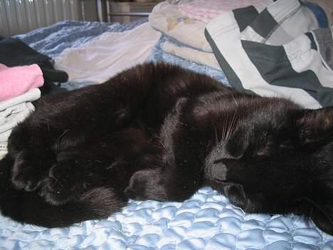 Huskat bertha - natnat billede 7