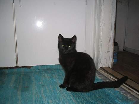 Huskat bertha - her står jeg så og kigger billede 8