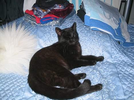 Huskat bertha - skal jeg nu se på det kamera igen billede 9