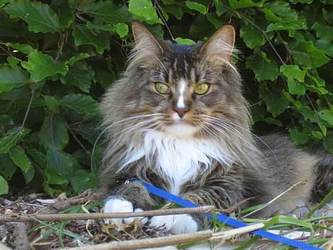 Maine Coon Victor billede 20