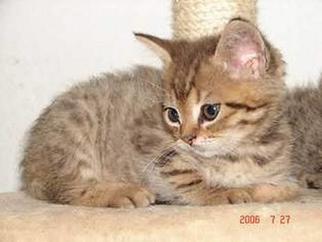 Blanding af racer LONDON - er han ike sød billede 1