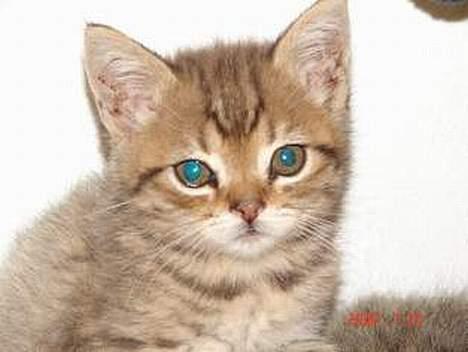 Blanding af racer LONDON - her blev jeg bareforelsket :) man kan rigtig se hans perser træt,  billede 2