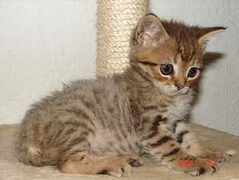 Blanding af racer LONDON - sidder og hygger ved krædsetræet :) billede 3