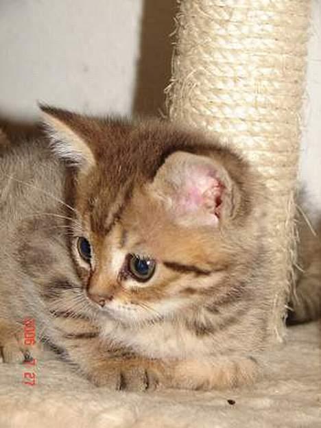 Blanding af racer LONDON - her kan man se hans rigtig flotte karmel farver og hans yndige ansigt billede 4