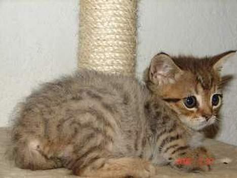 Blanding af racer LONDON - hygger skatid ved træet :) hehe billede 5