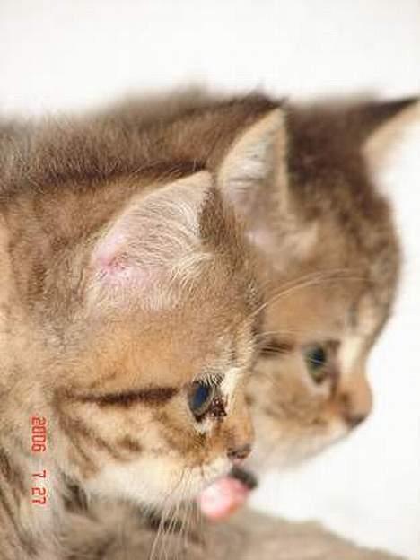 Blanding af racer LONDON - sammen med sin bror eller søster hvor han kommer fra billede 6