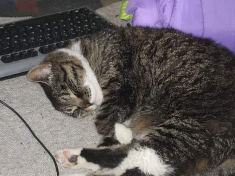 Huskat Sorte billede 3