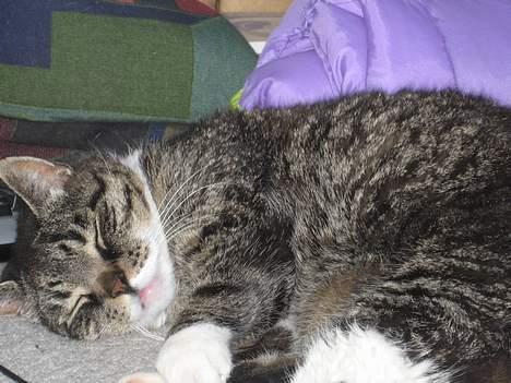 Huskat Sorte - Ta´r Li´ en slapper.... billede 4