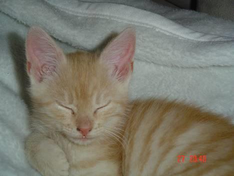 Blanding af racer Theo  - Theo som lille ny billede 1