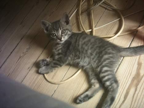 Huskat Graulund - Her er vores lille skat da han fandt en ledning billede 1