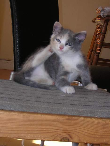 Blanding af racer sally billede 6