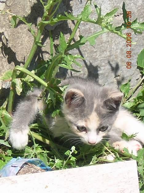 Blanding af racer sally billede 7