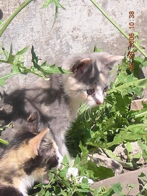 Blanding af racer sally billede 8