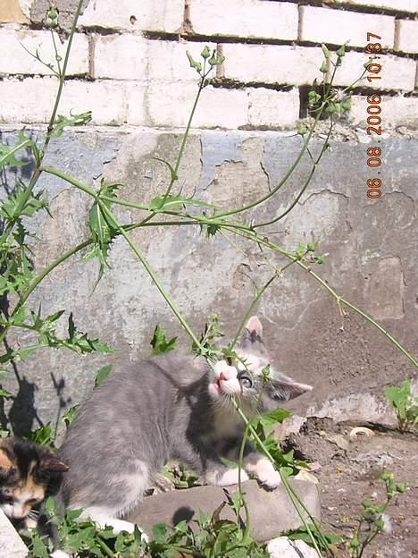 Blanding af racer sally billede 10