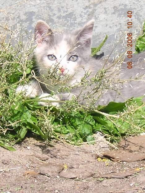 Blanding af racer sally billede 12