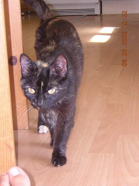 Blanding af racer nusser#død# billede 14