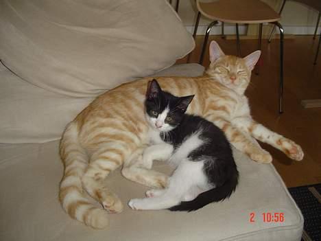 Blanding af racer Theo  - Theo og lille missen billede 2