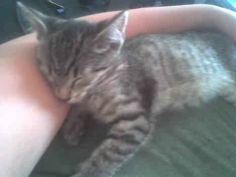 Europé Miss Molly ***R.I.P*** - snork snork... billede 12