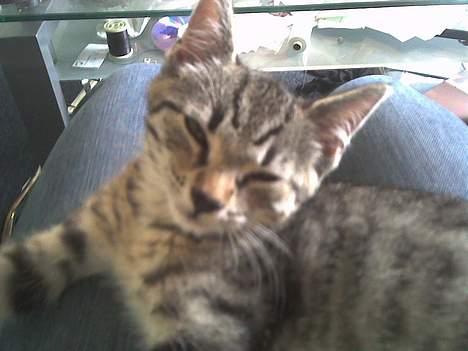 Europé Miss Molly ***R.I.P*** - det er bare så hårdt og være en lille miss billede 13