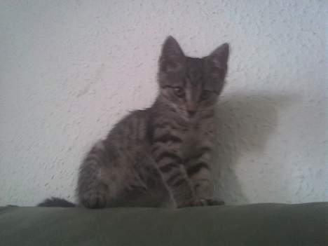 Europé Miss Molly ***R.I.P*** - så sidder vi helt stilleså mor kan få et fint billede... billede 14