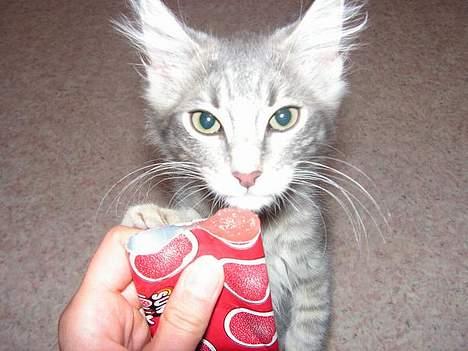 Norsk Skovkat Balou - mmm is... kan jeg godt llide... billede 6