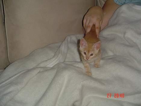 Blanding af racer Theo  - Theo som helt lille billede 3