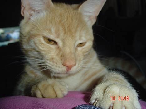 Blanding af racer Theo  billede 4