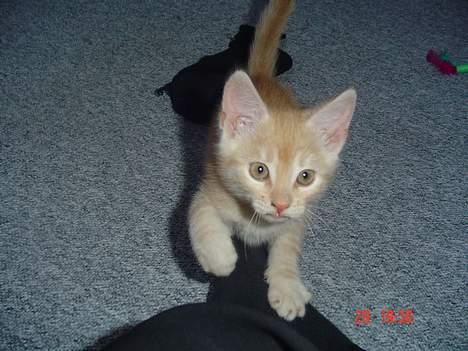 Blanding af racer Theo  - Mig op.... billede 5