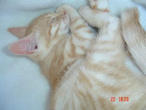 Blanding af racer Theo  billede 6