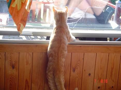 Blanding af racer Theo  - Theo i sommerhus 06 billede 7