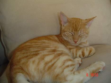 Blanding af racer Theo  - ZZZZZzzzzzz billede 8