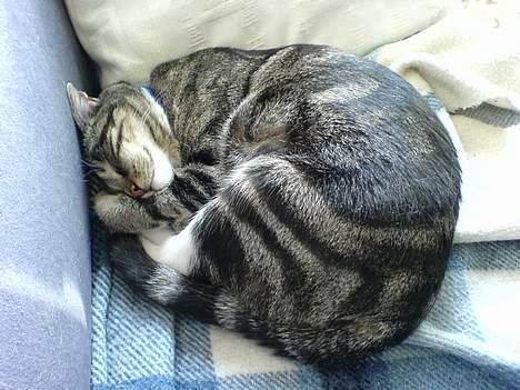 Huskat Spunk - Lidt rullepølse er man vel altid... billede 7