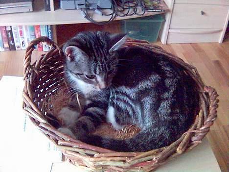 Huskat Spunk - Dengang hun var lille troede hun, hun var et æble... billede 8