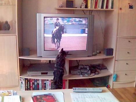 Huskat Spunk - Vores fælles interesse! billede 9