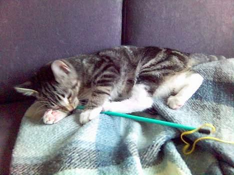 Huskat Spunk - Mini-Spunk billede 10