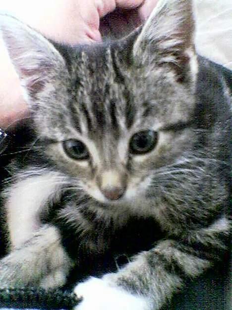 Huskat Spunk - Lille og lige flyttet billede 11