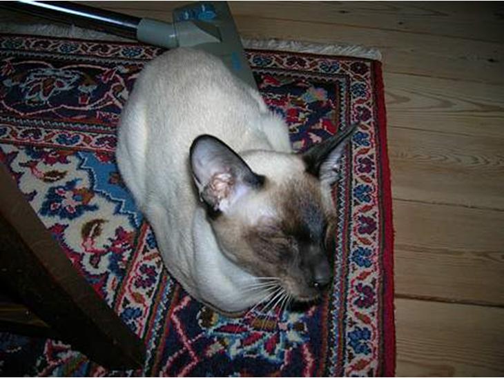 Siameser siam billede 1