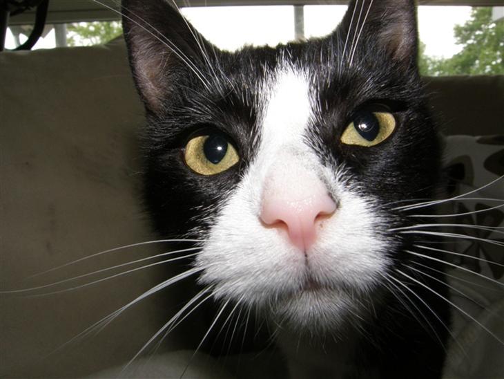 {{currentPhoto.altText}} billede {{currentPhoto.number}}