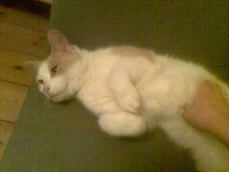 {{currentPhoto.altText}} billede {{currentPhoto.number}}