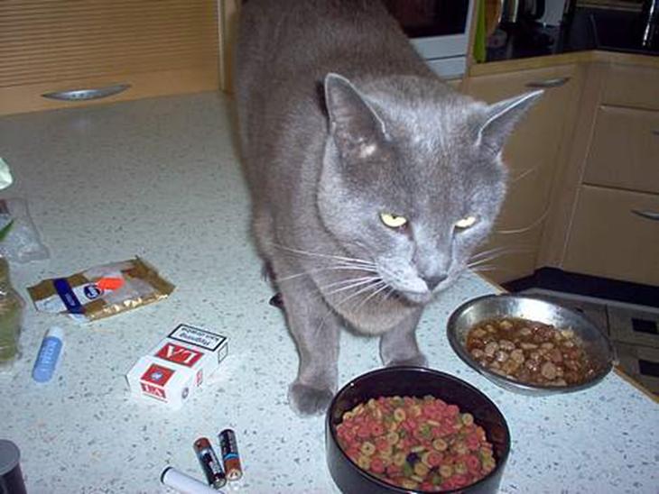 {{currentPhoto.altText}} billede {{currentPhoto.number}}