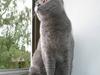 British Shorthair Freja